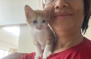 Baby Gin And Baby Dora - Domestic Short Hair Cat