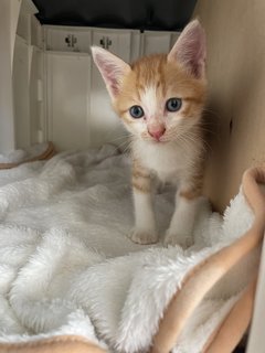 Baby Gin And Baby Dora - Domestic Short Hair Cat