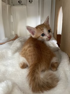 Baby Gin And Baby Dora - Domestic Short Hair Cat