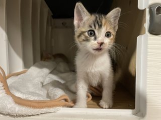 Baby Gin And Baby Dora - Domestic Short Hair Cat