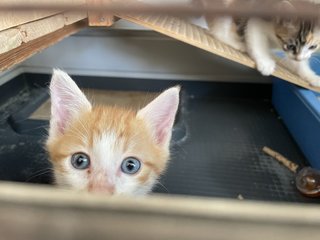 Baby Gin And Baby Dora - Domestic Short Hair Cat