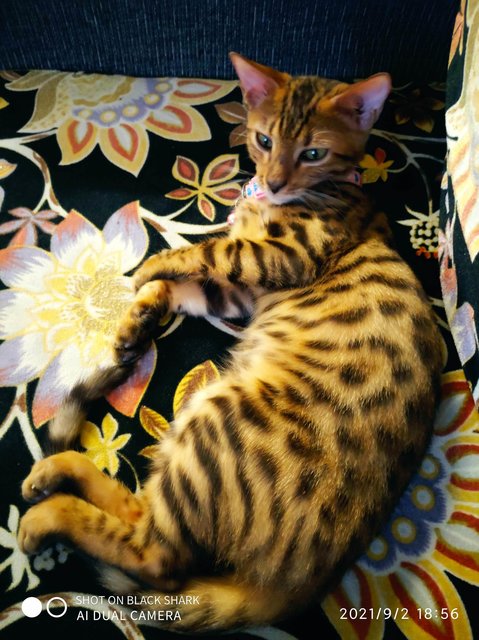 Miss Mia Mu'ezza - Bengal Cat