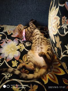 Miss Mia Mu'ezza - Bengal Cat