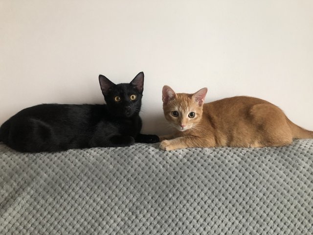 Captain &amp; Tom - Domestic Short Hair Cat