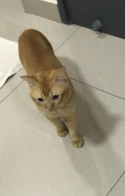 Orange - Domestic Short Hair Cat