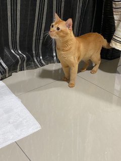 Orange - Domestic Short Hair Cat