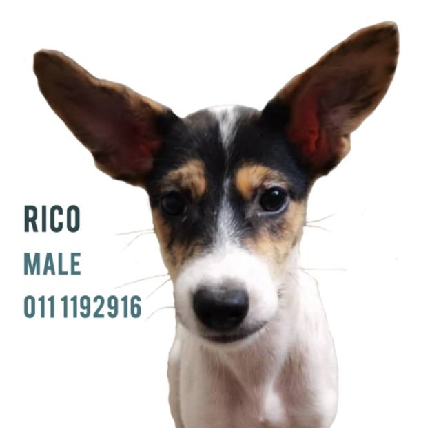 Rico - Rat Terrier Mix Dog