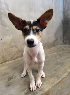 Rico - Rat Terrier Mix Dog