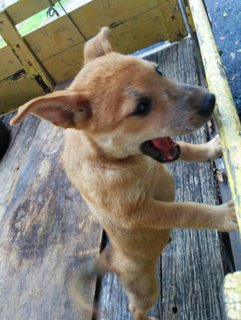 Cute Puppies - Mixed Breed Dog