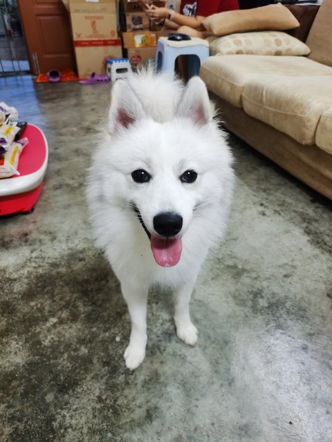 Oreo - Husky + Pomeranian Dog