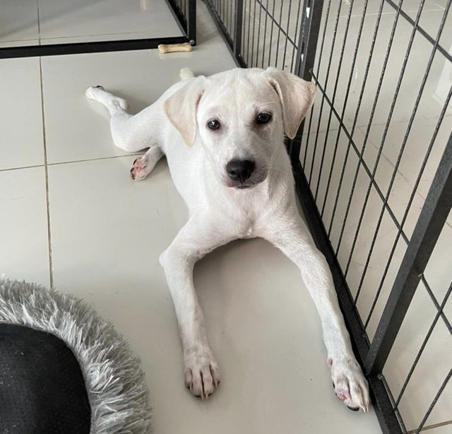 Jansi - Mixed Breed Dog