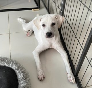 Jansi - Mixed Breed Dog