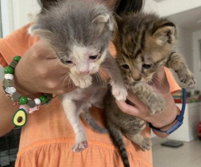 Happy And Mog - Domestic Short Hair Cat