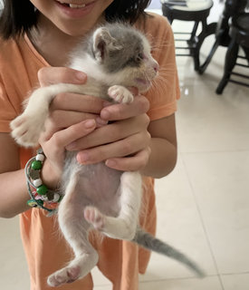 Happy And Mog - Domestic Short Hair Cat