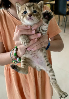 Happy And Mog - Domestic Short Hair Cat