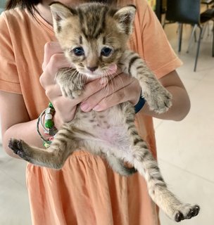 Happy And Mog - Domestic Short Hair Cat