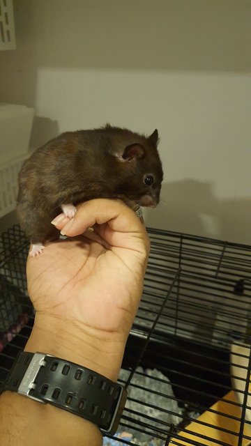 Kiara - Syrian / Golden Hamster + Mouse-Like Hamster Hamster