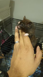 Kiara - Syrian / Golden Hamster + Mouse-Like Hamster Hamster