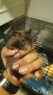 Kiara - Syrian / Golden Hamster + Mouse-Like Hamster Hamster