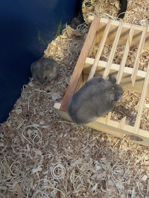 Winter Dwarf Hamster  - Short Dwarf Hamster Hamster