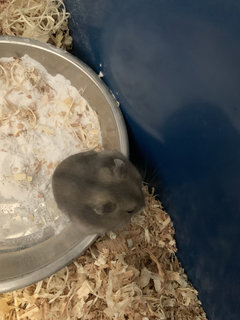 Winter Dwarf Hamster  - Short Dwarf Hamster Hamster