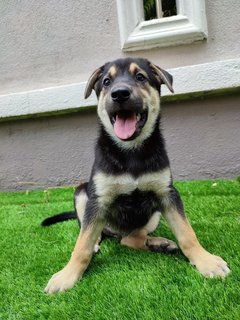 Neoo - Mixed Breed Dog