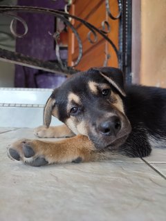 Neoo - Mixed Breed Dog