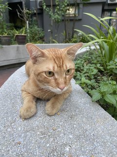 Mango - Domestic Short Hair Cat