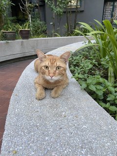 Mango - Domestic Short Hair Cat