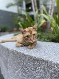 Mango - Domestic Short Hair Cat