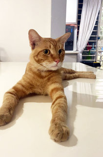 Mango - Domestic Short Hair Cat