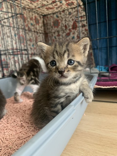 Coke &amp; Bear - Domestic Medium Hair + Bengal Cat