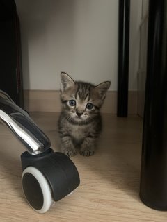 Coke &amp; Bear - Domestic Medium Hair + Bengal Cat