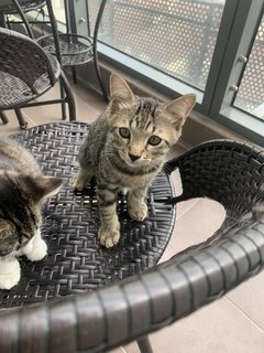 Coke &amp; Bear - Domestic Medium Hair + Bengal Cat