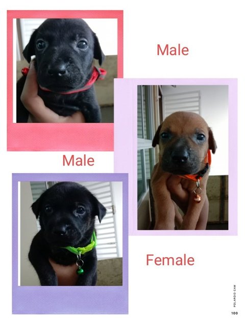 Babies - Mixed Breed Dog