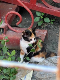 Skiddy - Domestic Short Hair Cat