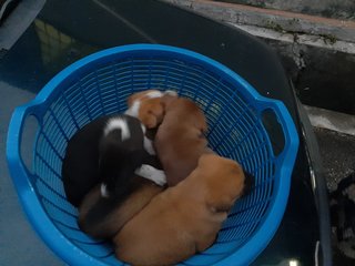 Litter In Klang - Mixed Breed Dog