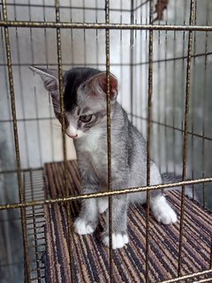 Wu Kee - Domestic Short Hair + Domestic Long Hair Cat