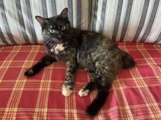 Munchy &amp; Berry - Tortoiseshell + Domestic Medium Hair Cat