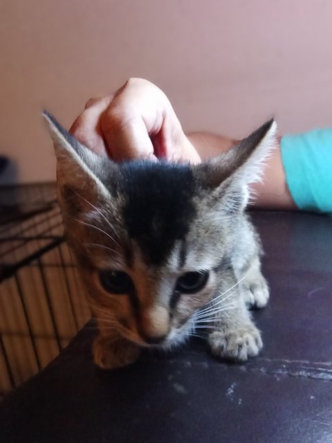 Loh Kee - Domestic Short Hair + Domestic Long Hair Cat