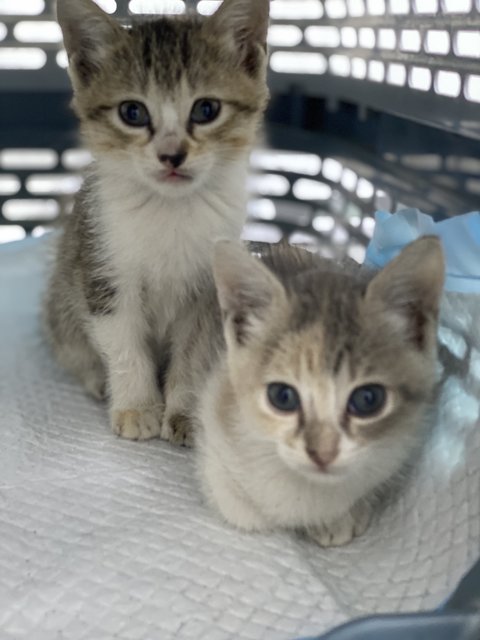 Eri &amp; Emi - Domestic Medium Hair Cat
