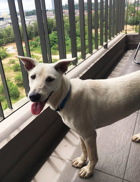 Kulfi - Labrador Retriever Mix Dog