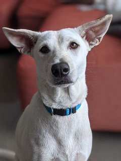 Kulfi - Labrador Retriever Mix Dog