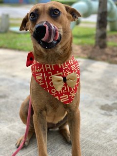 Meatball  - Mixed Breed Dog