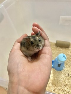 PF109630 - Short Dwarf Hamster Hamster