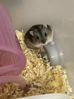 PF109630 - Short Dwarf Hamster Hamster