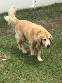 Cassie - Golden Retriever Dog