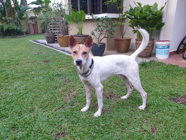 Maxus - Basenji Mix Dog