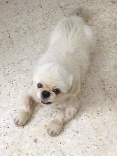 Mickey - Pekingese Dog