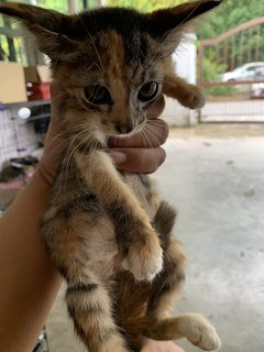 Mei Mei - Domestic Short Hair Cat